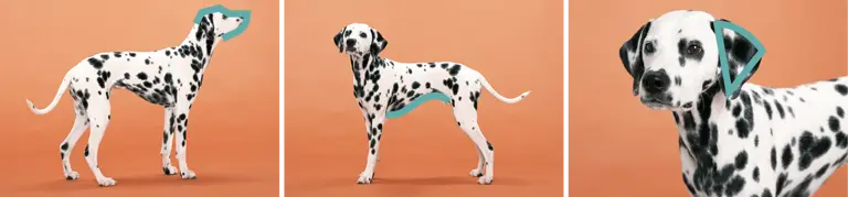 Photos of a Dalmatian dog with basic shapes highlighted